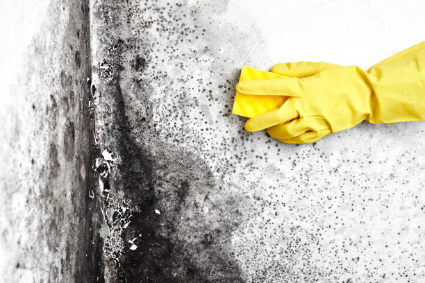 Best Black Mold Removal  in Meadow Vista, CA