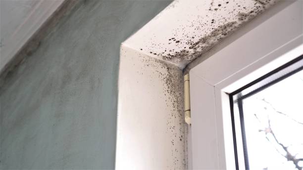 Best Attic Mold Removal  in Meadow Vista, CA