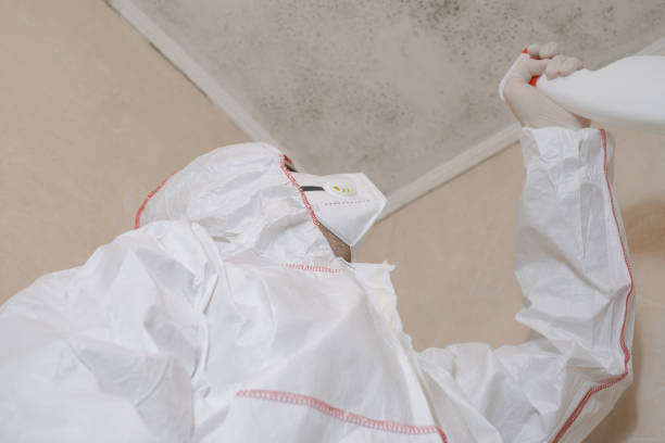 Best Mold Remediation Experts  in Meadow Vista, CA
