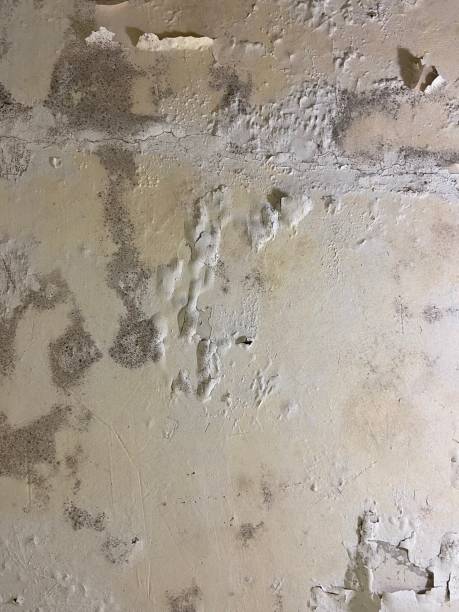 Best Black Mold Removal  in Meadow Vista, CA
