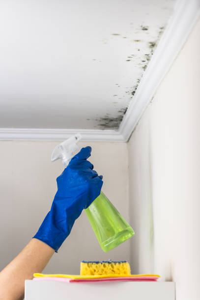 Best Emergency Mold Removal  in Meadow Vista, CA